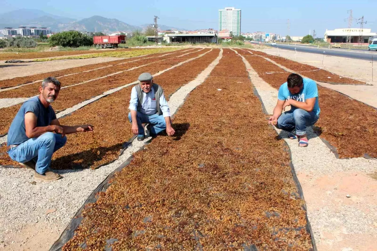 Tariş, 7 Numara Kuru Üzüm Avans Fiyatını 45 TL Olarak Belirledi