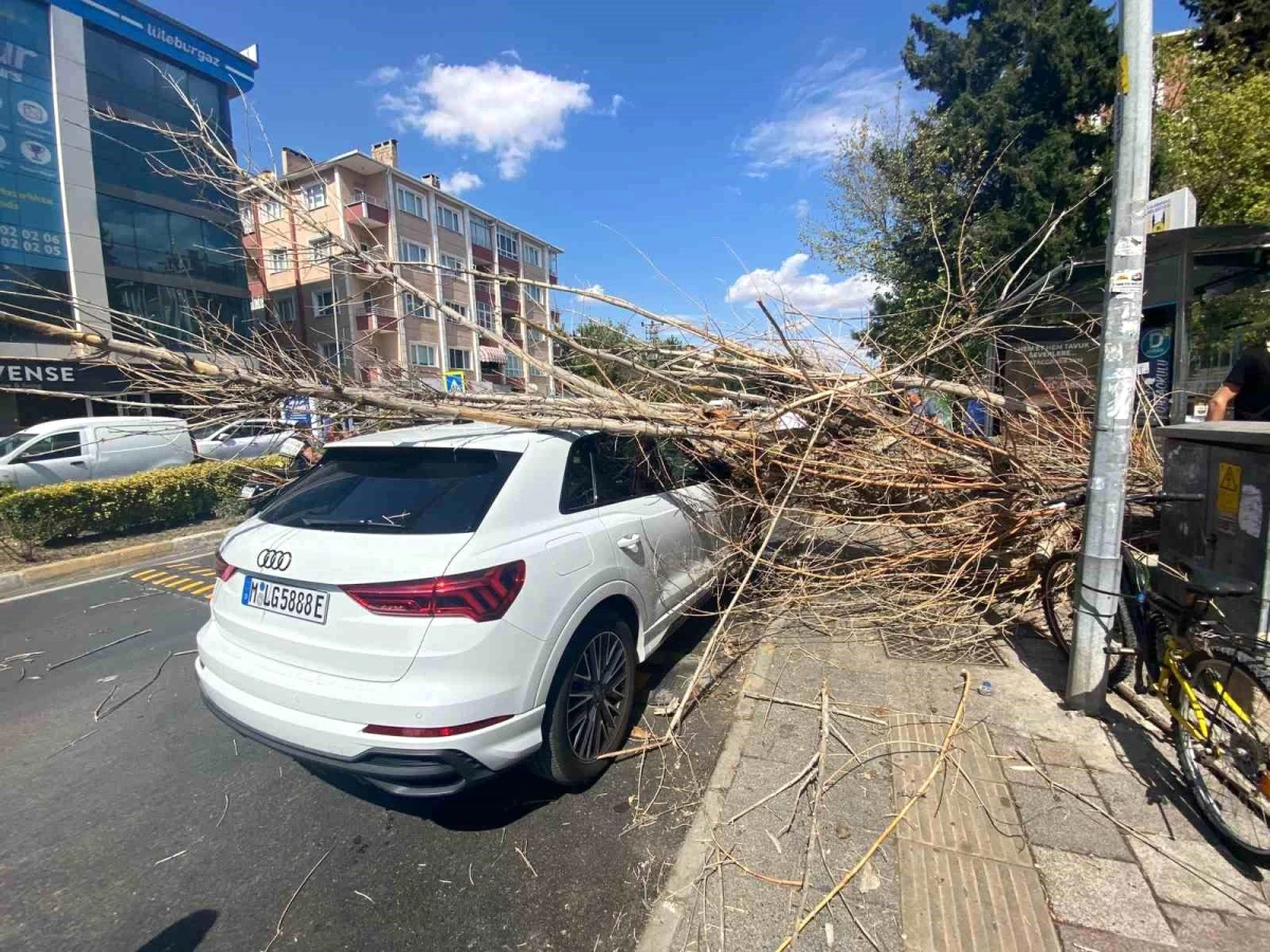 Almanya\'dan tatil için gelen gurbetçinin otomobilinin üzerine ağaç devrildi