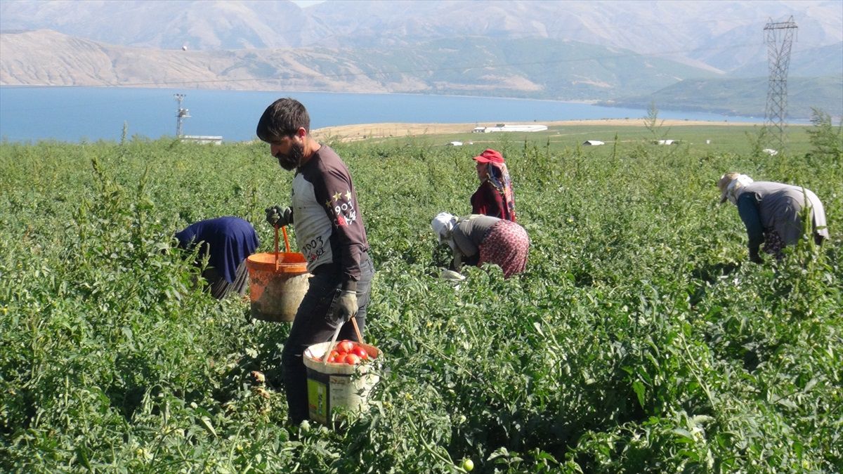 Bitlis\'te 17 Bin Dönüm Domates Hasadı Başladı