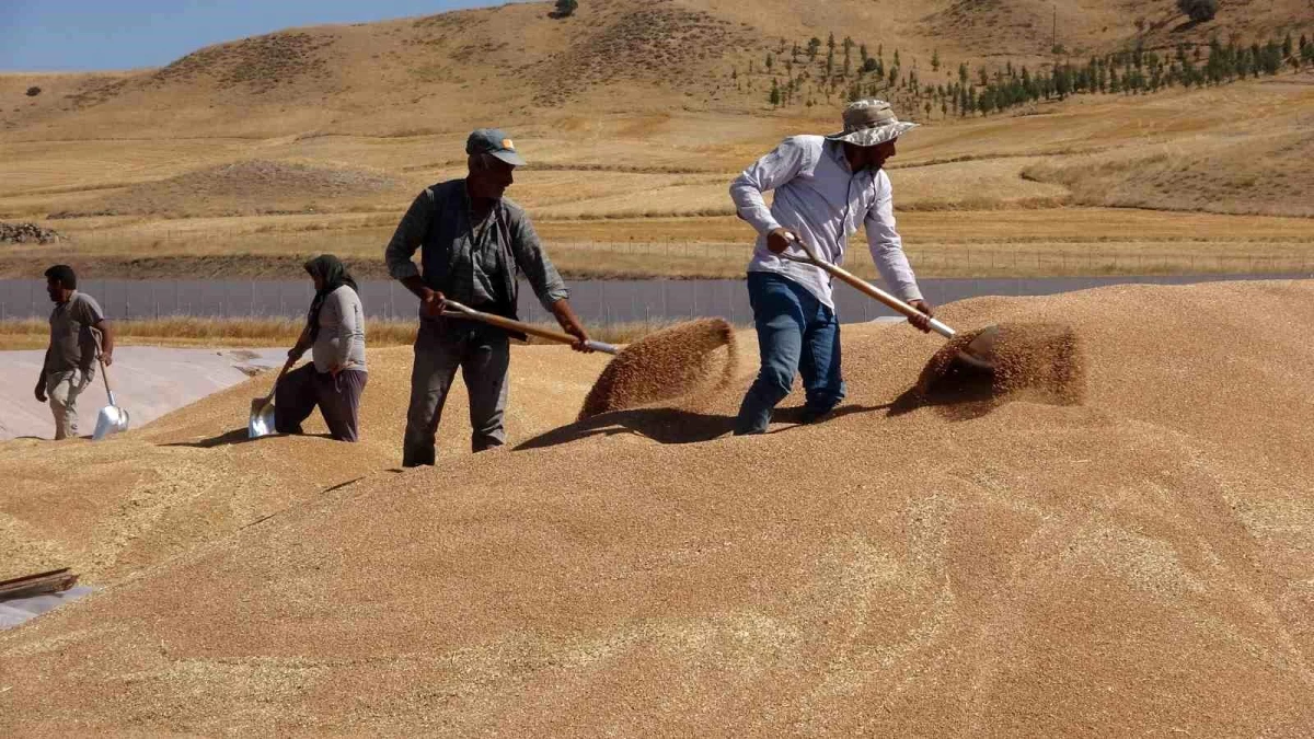 Yozgat\'ta TMO\'ya 800 bin ton buğday ve arpa teslim edildi