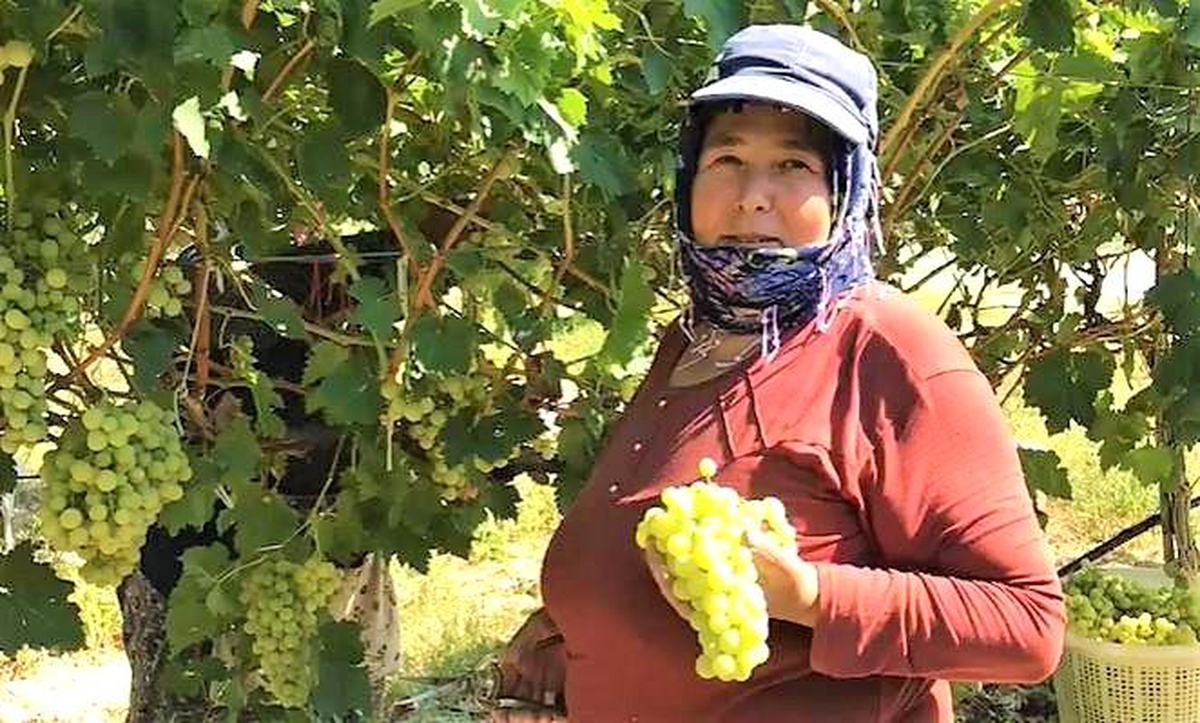 Buldan\'da Üzüm Bağları Beyaz Örtülerle Kaplandı