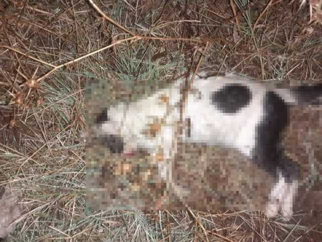Çanakkale'de 14 kedi ve 4 köpek zehirlenerek telef oldu Çanakkale'de 14 kedi ve 4 köpek zehirlenerek telef oldu
