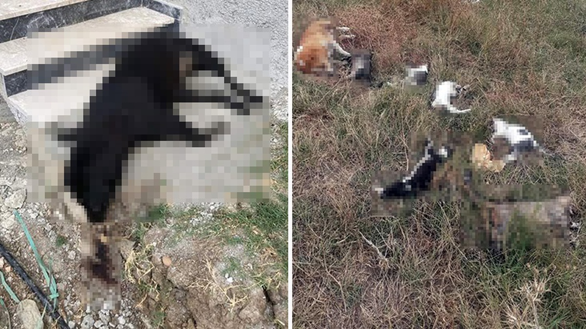 Çanakkale\'de 14 kedi ve 4 köpek zehirlenerek telef oldu