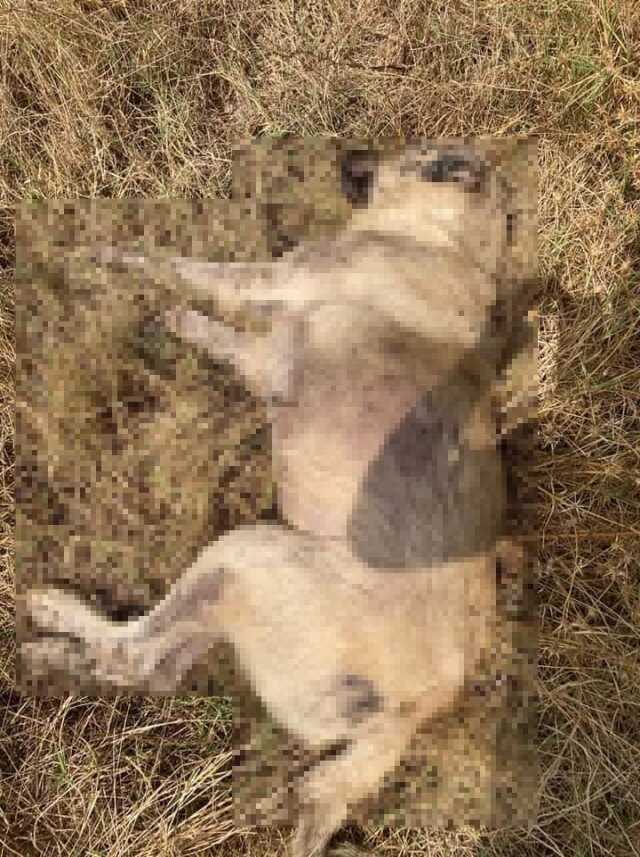 Çanakkale'de 14 kedi ve 4 köpek zehirlenerek telef oldu Çanakkale'de 14 kedi ve 4 köpek zehirlenerek telef oldu