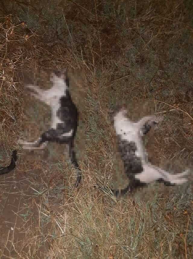 Çanakkale'de 14 kedi ve 4 köpek zehirlenerek telef oldu Çanakkale'de 14 kedi ve 4 köpek zehirlenerek telef oldu