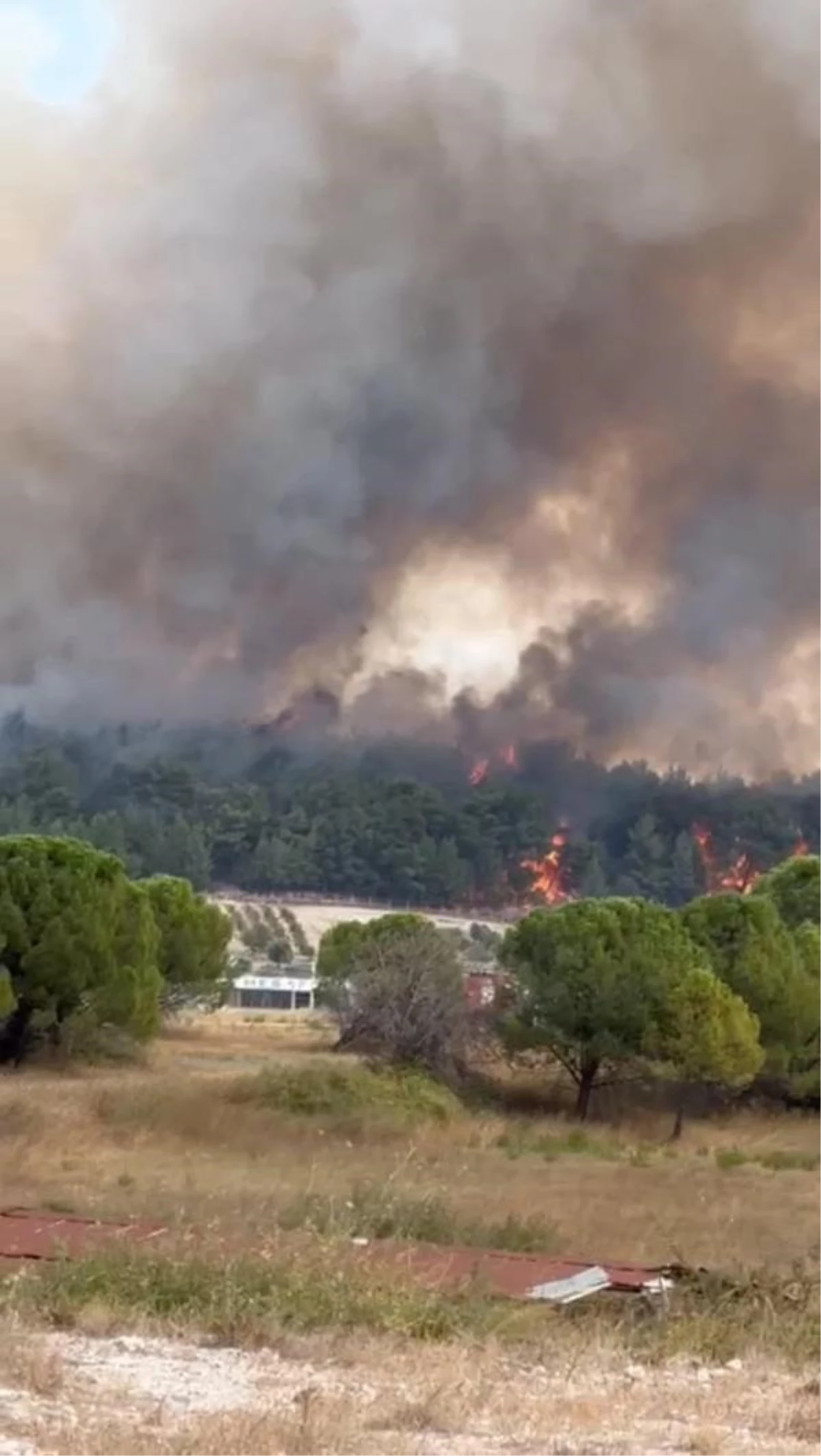 İzmir Gaziemir\'de Orman Yangını Çıktı