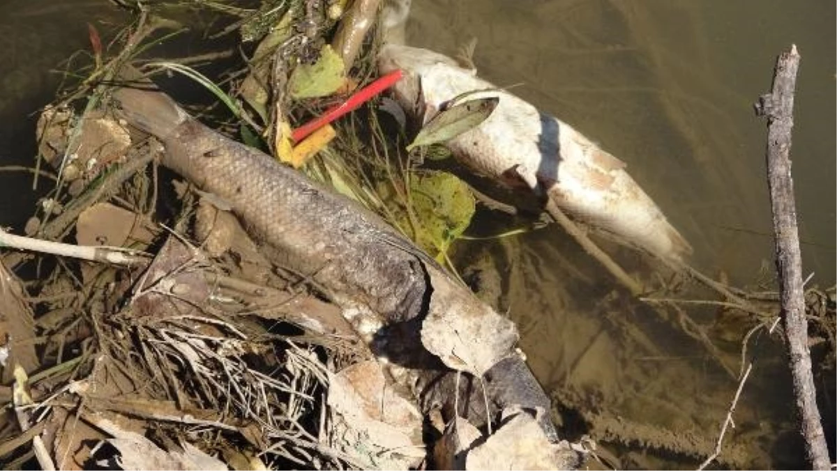 Kızılırmak Nehri\'nde balık ölümleri yaşanıyor