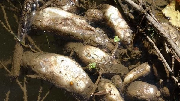 Kızılırmak Nehri'nde Balık Ölümleri Yaşanıyor