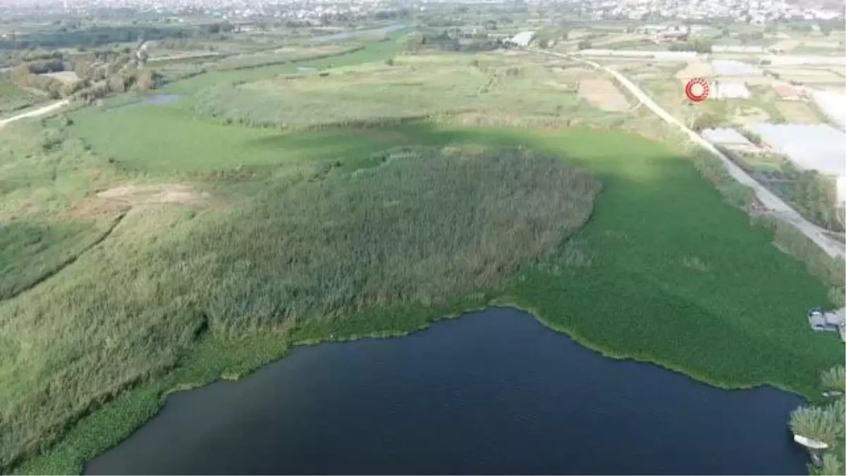 Boyutları 1 metreyi bulan su sümbülleri Asi Nehri\'ni adeta esir aldı