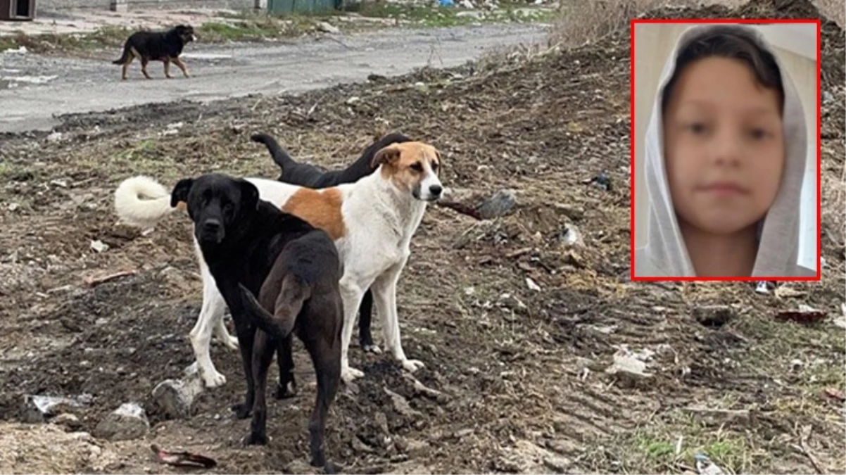 Çankırı\'da başıboş köpeklerin saldırısına uğrayan çocuk hastanelik oldu