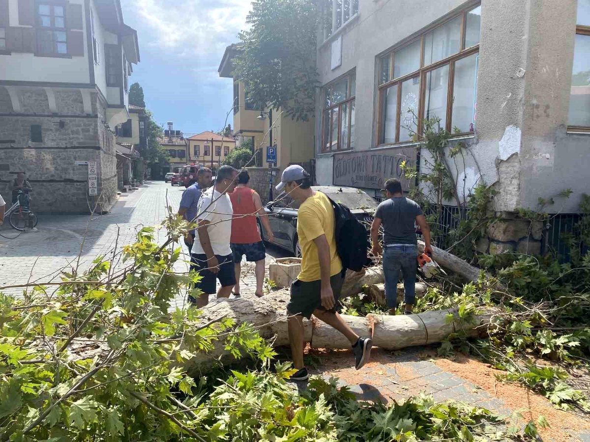 Antalya\'da asırlık çınar ağacı sokak üzerine devrildi