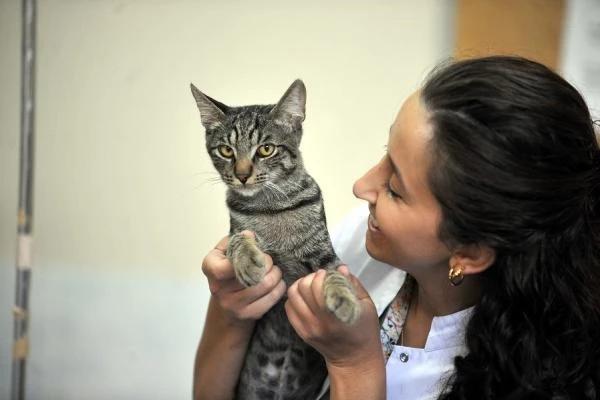 Solunum sıkıntısı yaşayan kedi hastaneye gitti, ameliyata alınıp sağlığına kavuştu