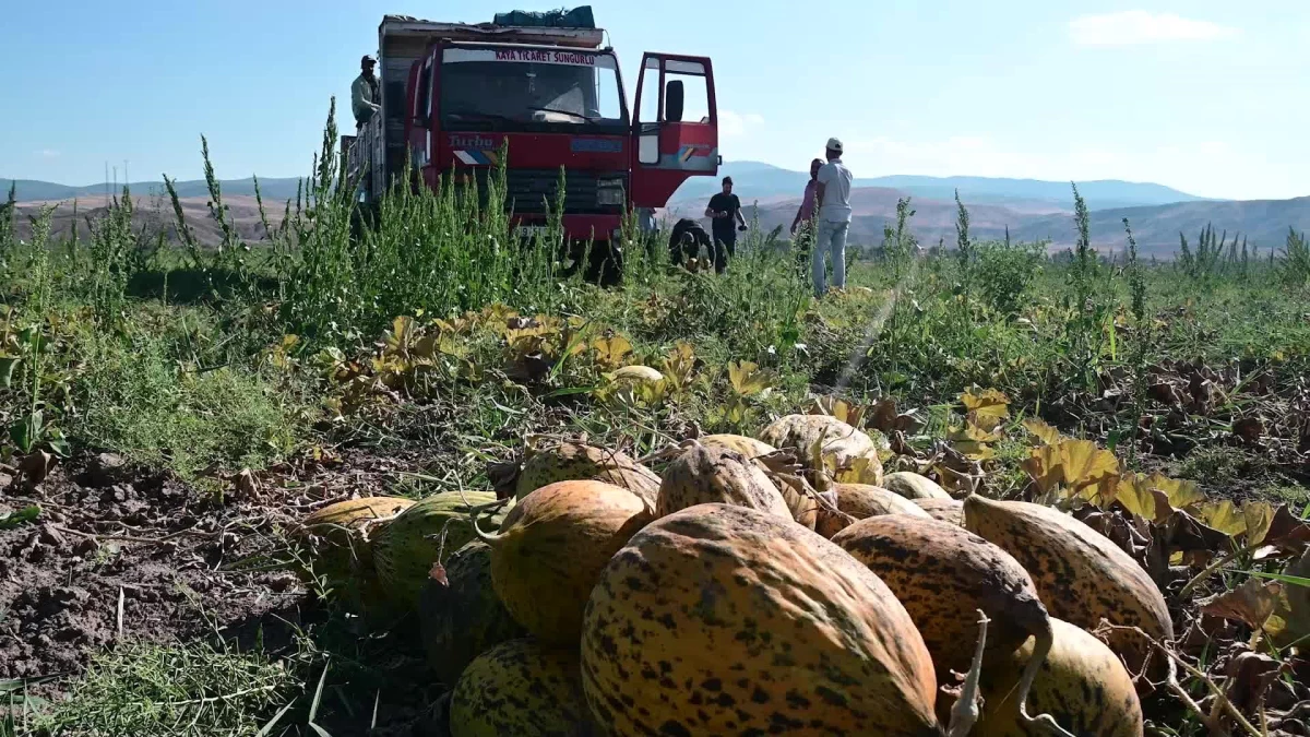 Yozgat\'ta Kavun-Karpuz Hasatı Devam Ediyor. Bölge Çiftçisi, Girdi Maliyetlerinden Şikayetçi
