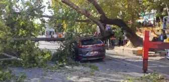 150 Yaşındaki Çınar Cipin Üzerine Devrildi