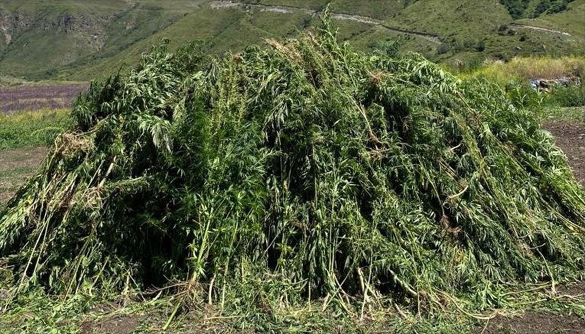 Ardahan\'da Kendiliğinden Yetişen 138 Bin 650 Kök Hint Keneviri İmha Edildi