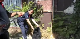 Avcılar'da 1 Metre Uzunluğundaki Yılan Yakalandı