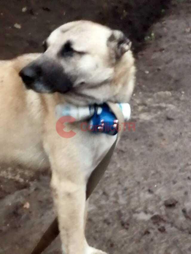 Azerbaycan askerlerine karşı bomba taşıyan köpek provokasyonu