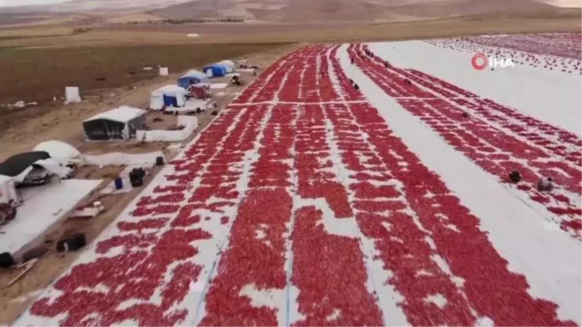 Bitlis\'ten İtalya ve Avrupa\'ya kurutmalık domates ihracatı