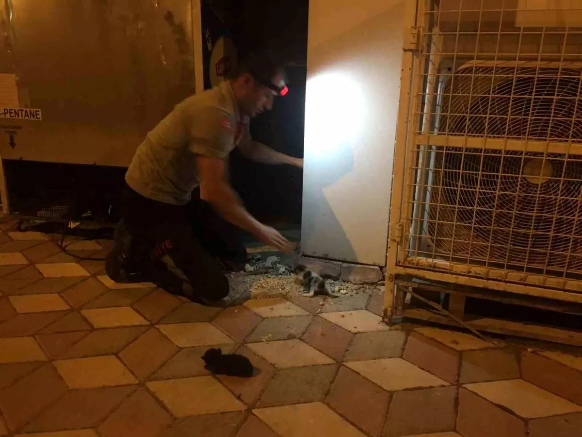Bucak'ta İtfaiye Ekipleri Yavru Kedileri Kurtardı