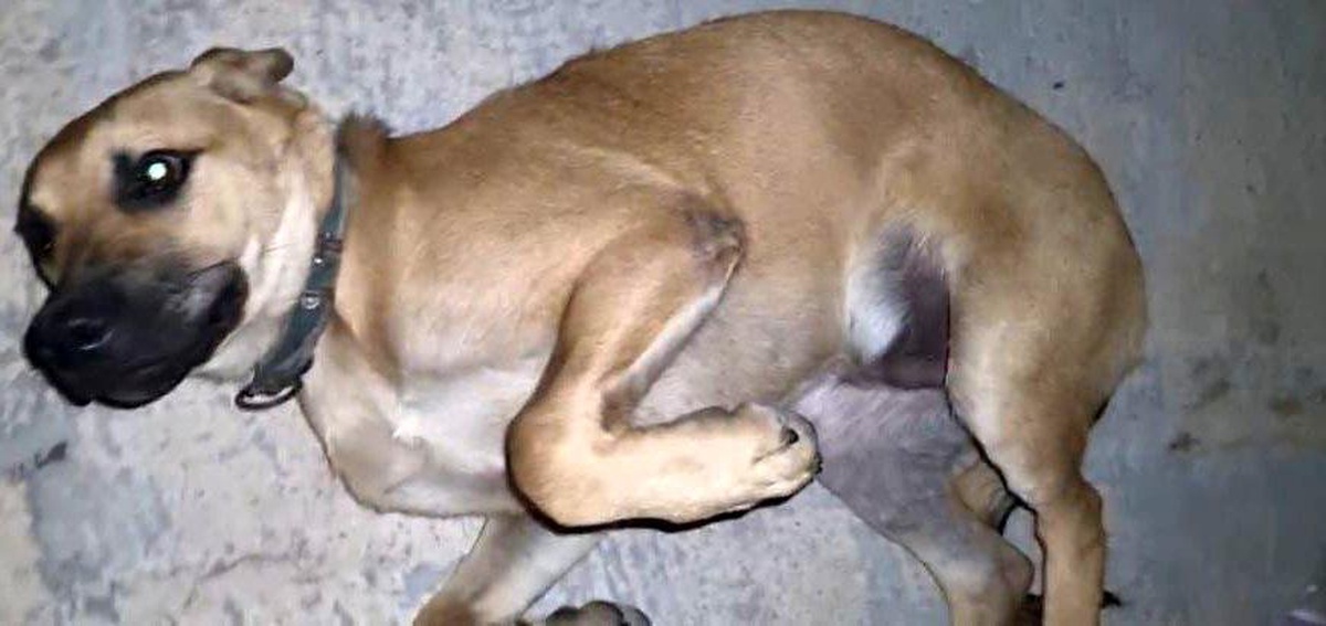 Antalya\'da bir köpeğin ağzına batan misina iğnesi