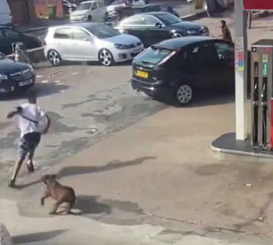 İngiltere'de 11 yaşındaki bir kıza saldıran Bully cinsi köpek kızı kurtarmaya çalışan iki kişiyi hastanelik ett İngiltere'de 11 yaşındaki bir kıza saldıran Bully cinsi köpek kızı kurtarmaya çalışan iki kişiyi hastanelik ett