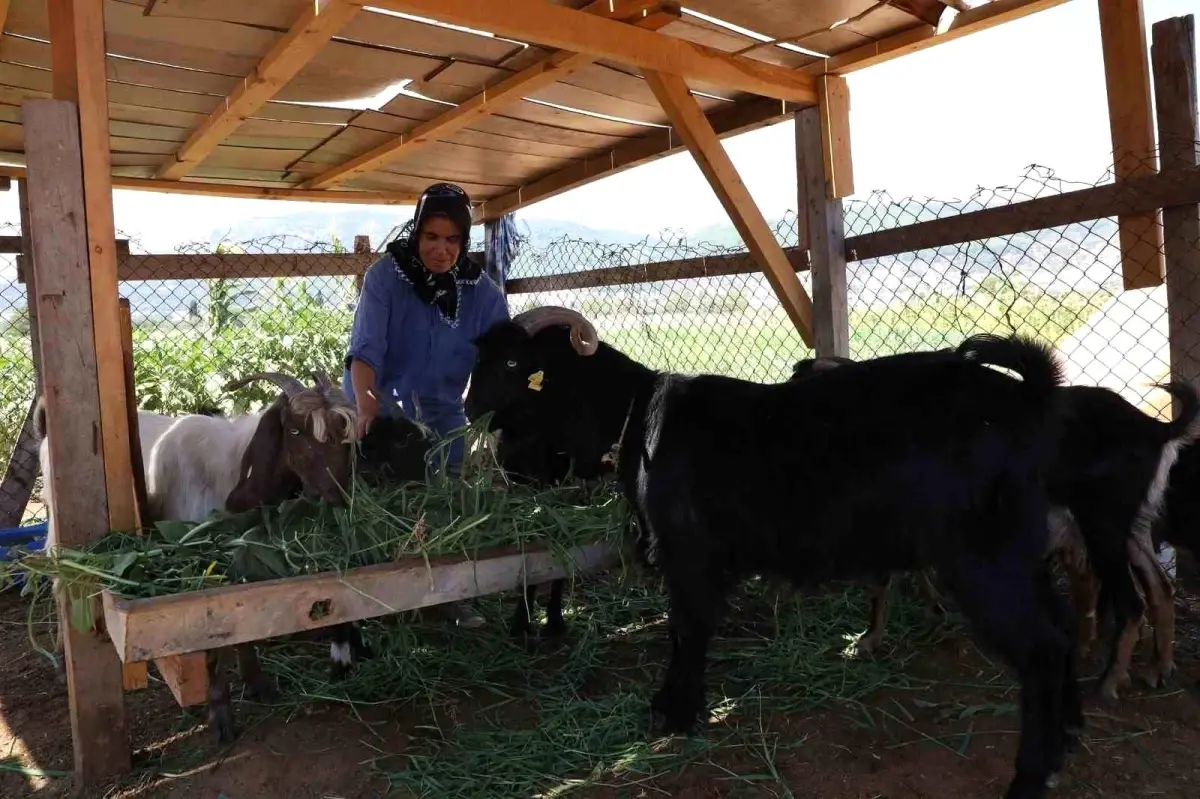 Muğla Büyükşehir Belediyesi Kıl Keçisi Projesi Başvuru Süresini Uzattı
