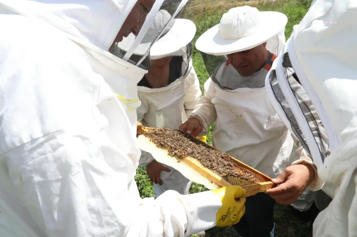 Odunpazarı Belediyesi Arıköy Projesi\'nde bal hasadı için gün belirlendi