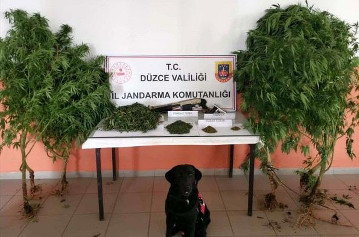 Düzce\'de Uyuşturucu Operasyonu: 500 Gram Esrar ve 7 Kök Kenevir Ele Geçirildi