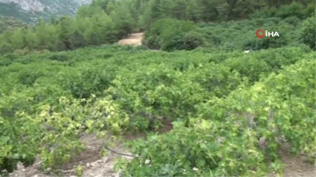 Antalya\'da 800 rakımlı köyde incir hasadı başladı