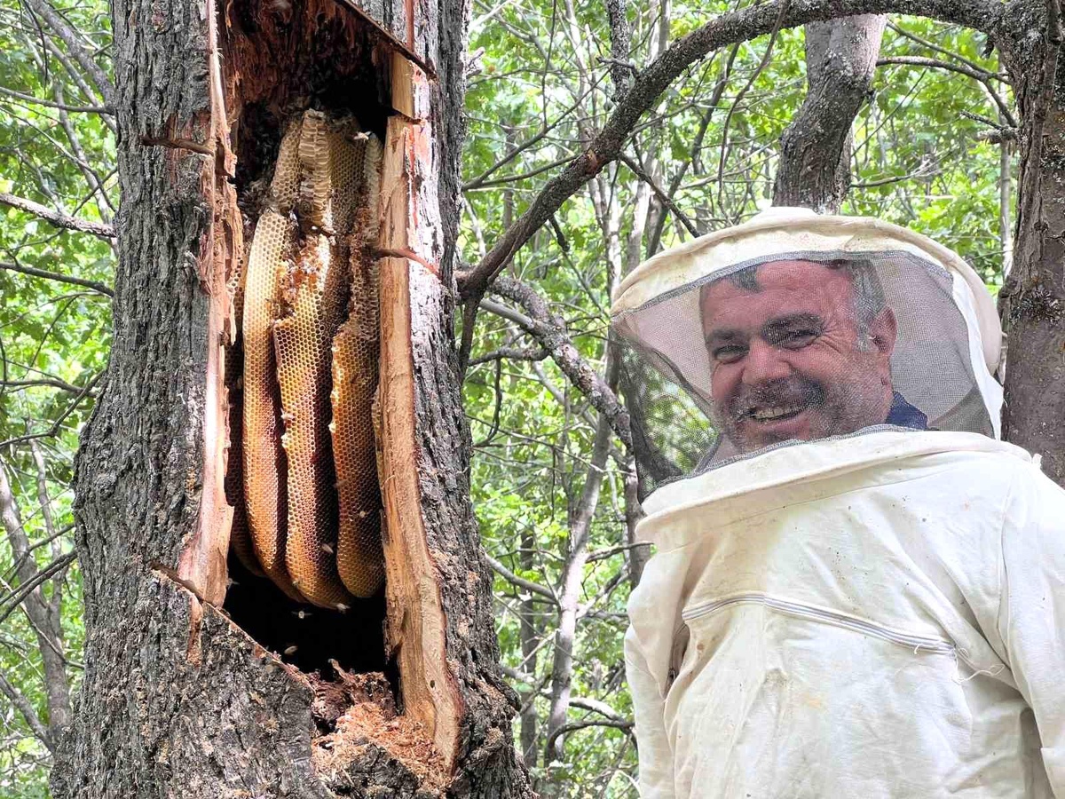 Bingöl\'de 3 Günlük Arı Takibinin Ardından 7 Kilo Doğal Bal Bulundu