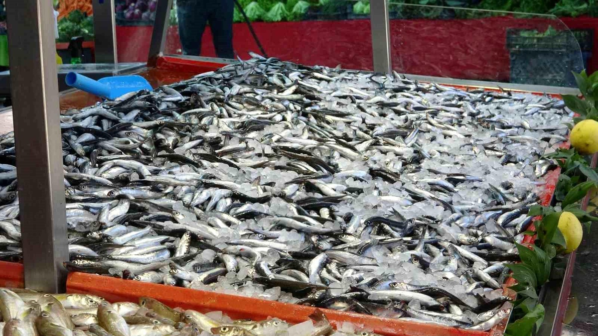 Bolu\'da Hamsi Fiyatları Düşüşe Geçti