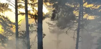 Çanakkale Ayvacık'ta Orman Yangını