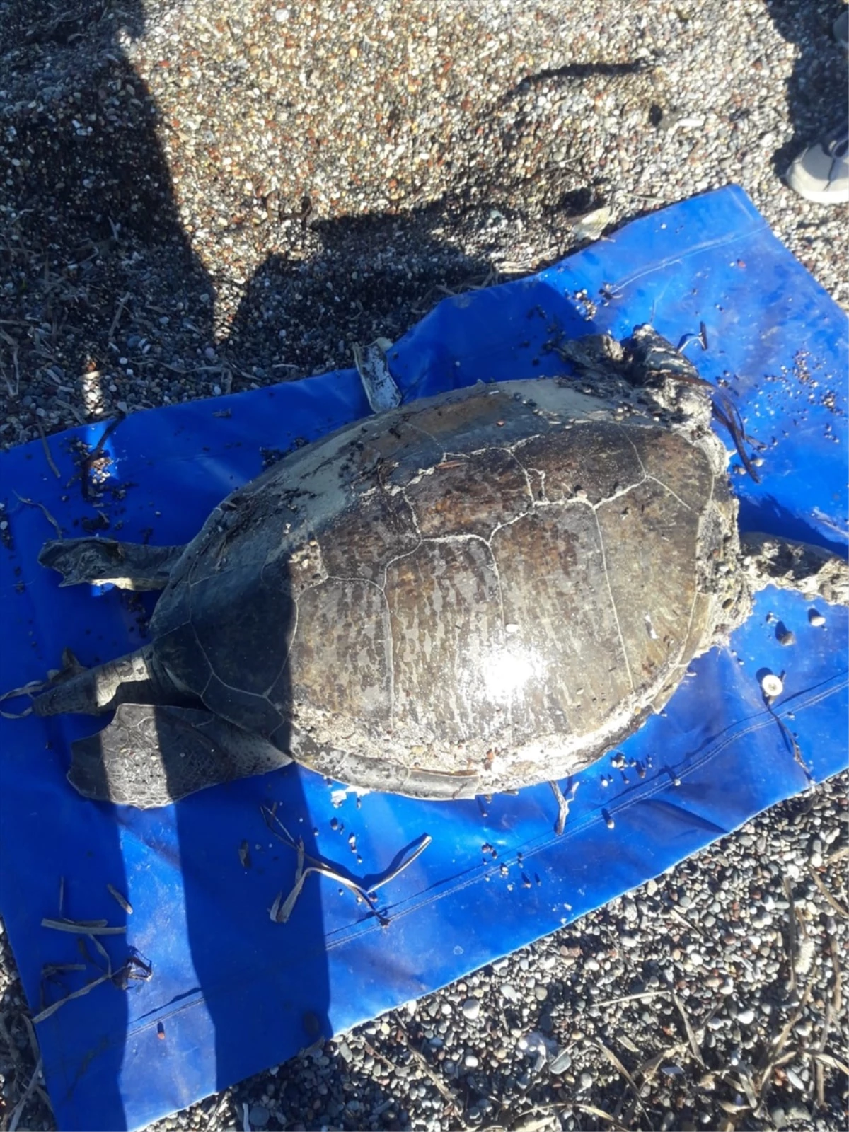 Muğla\'nın Datça ilçesinde sahile vurmuş ölü caretta caretta bulundu