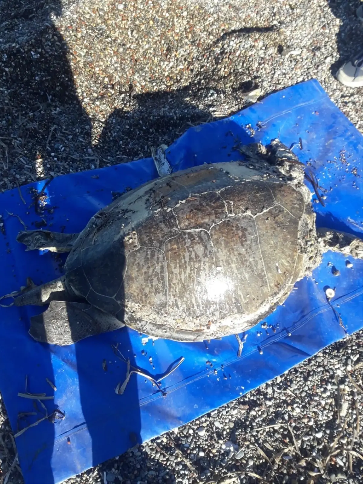 Muğla\'nın Datça ilçesinde sahile vurmuş ölü caretta caretta bulundu