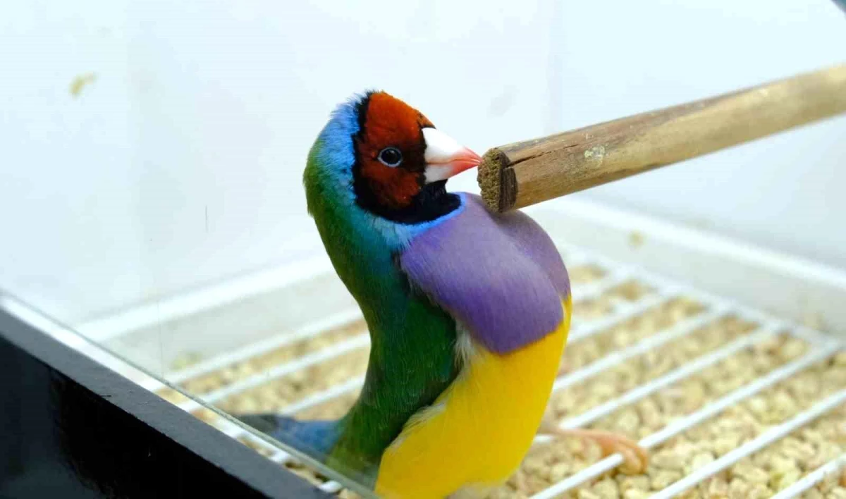 Erzincan\'da Yetiştirilen Rengarenk Egzotik Kuşların Kur Ötüşleri ve Kur Dansları