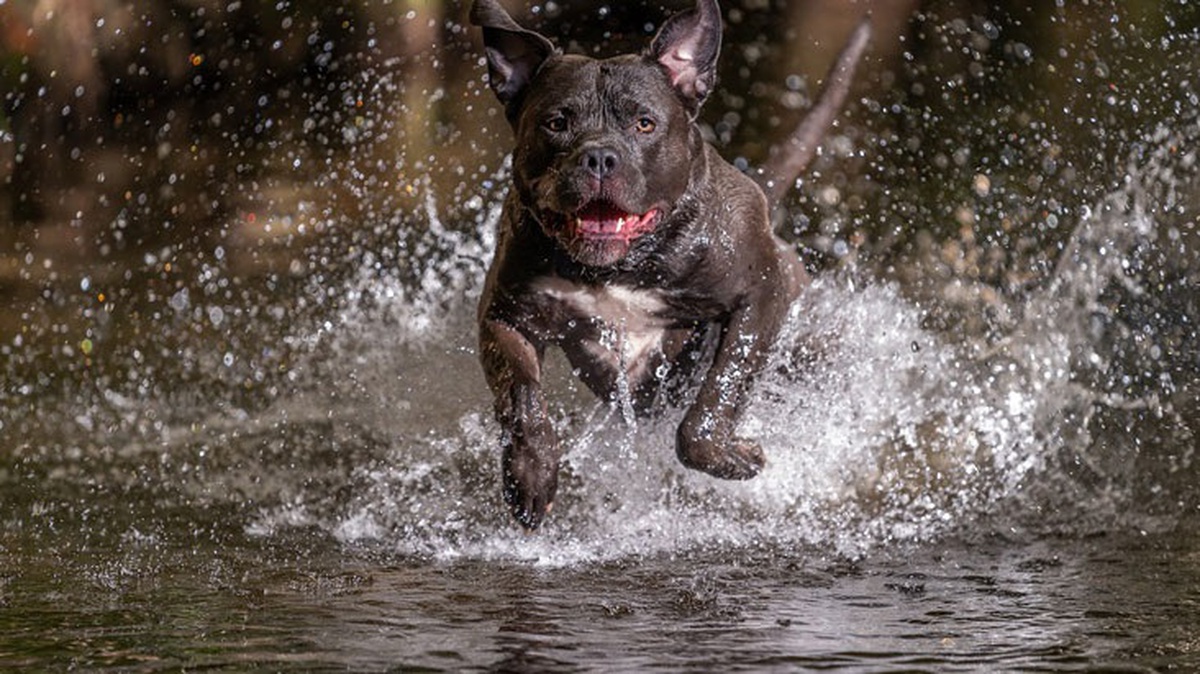 İngiltere, Amerikan Bully \'XL\' ırkı köpeklerin yasaklanması için harekete geçti