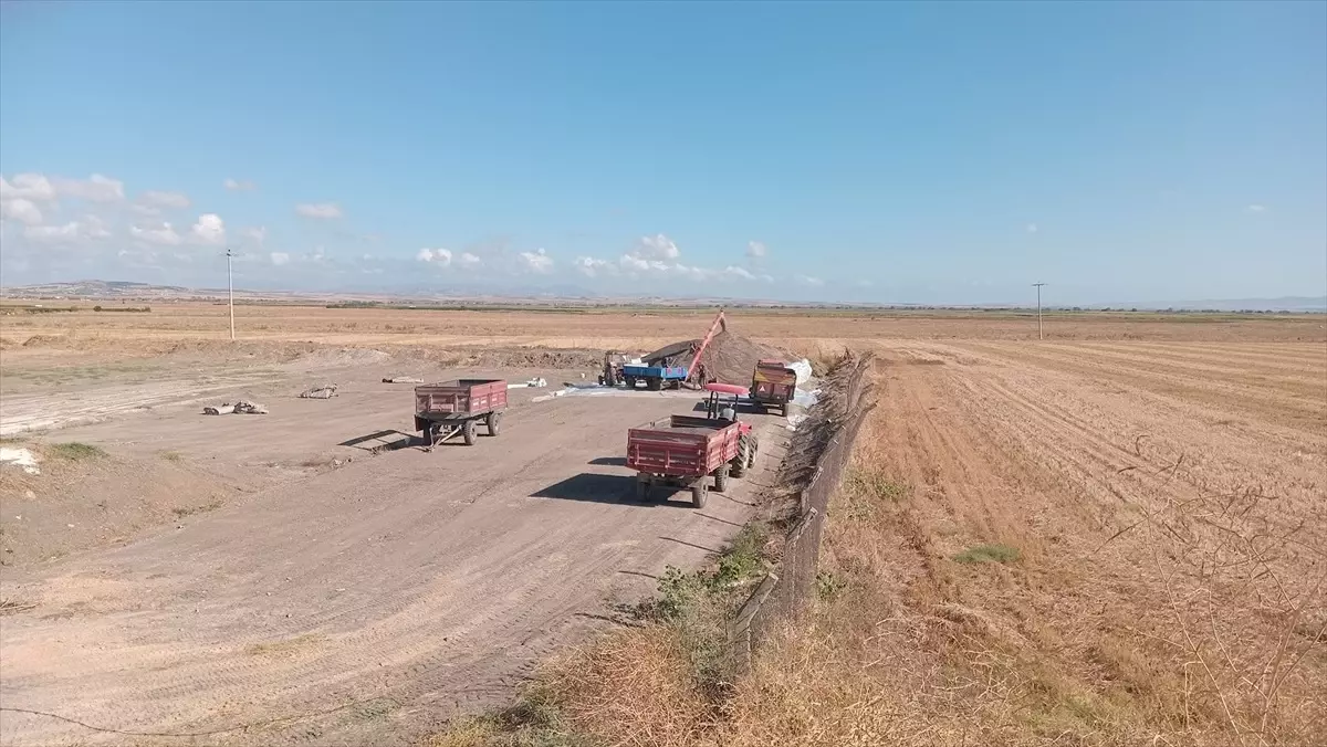 Manyas'ta Ayçiçeği Hasadı Başladı