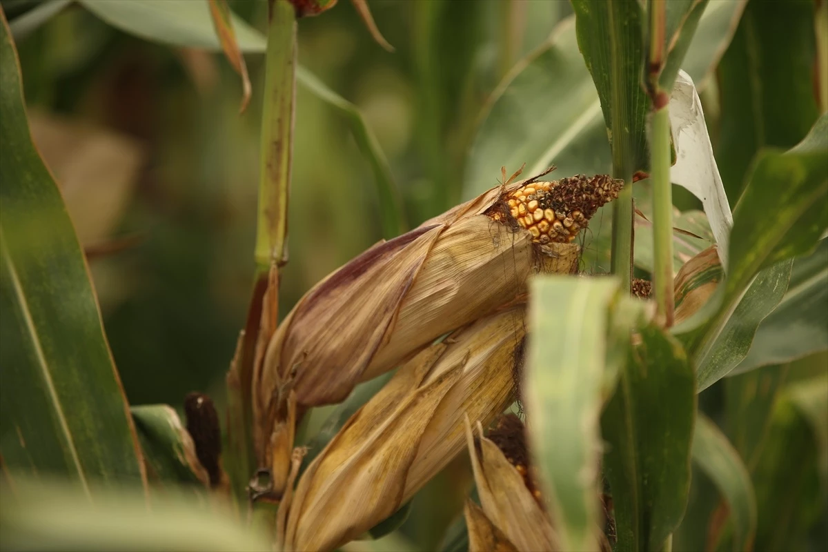 Mısır Araştırma Enstitüsü, yerli mısır tohumlarıyla Türk tarımına katkı sağlıyor