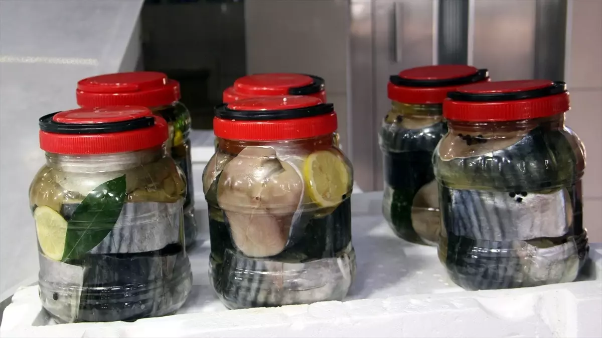 Sinoplu balıkçılar, palamut yerine toriklerden lakerda yapmaya başladı