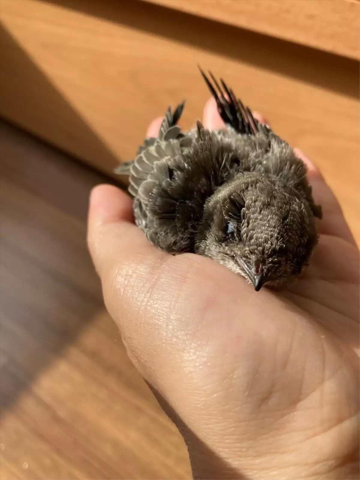 Samsun'da Yaralı Ebabil Kuşu Tedavi Edildikten Sonra Doğaya Salındı