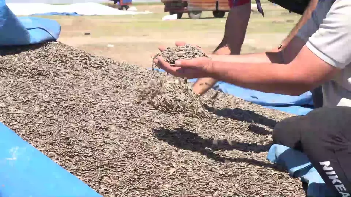 Çin\'den gelen çekirdek fiyatları düşürüyor