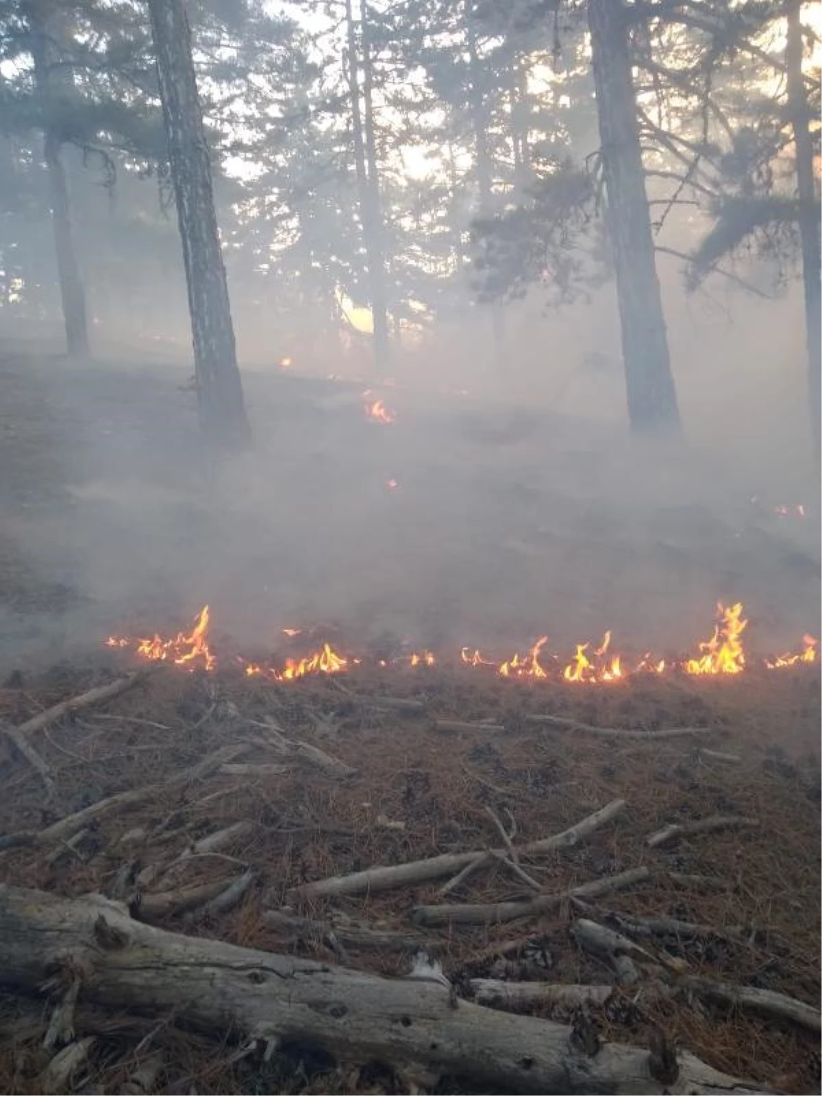 Adana\'da Ormanda Yangın Çıktı