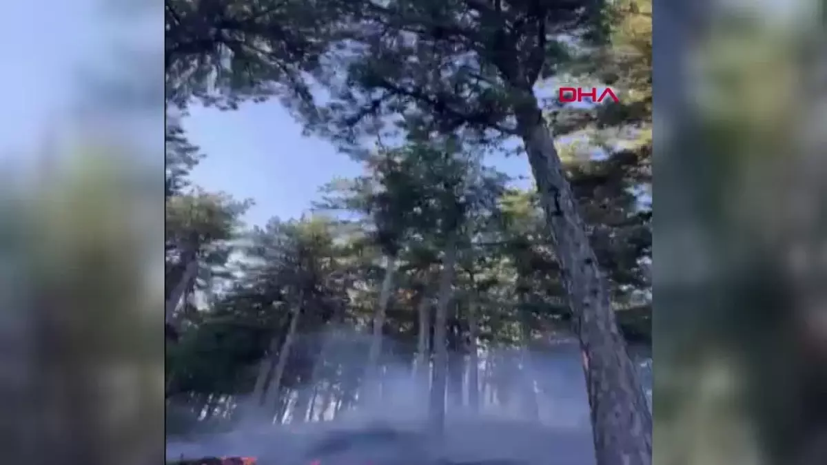 Adana\'da Ormanda Yangın Çıktı