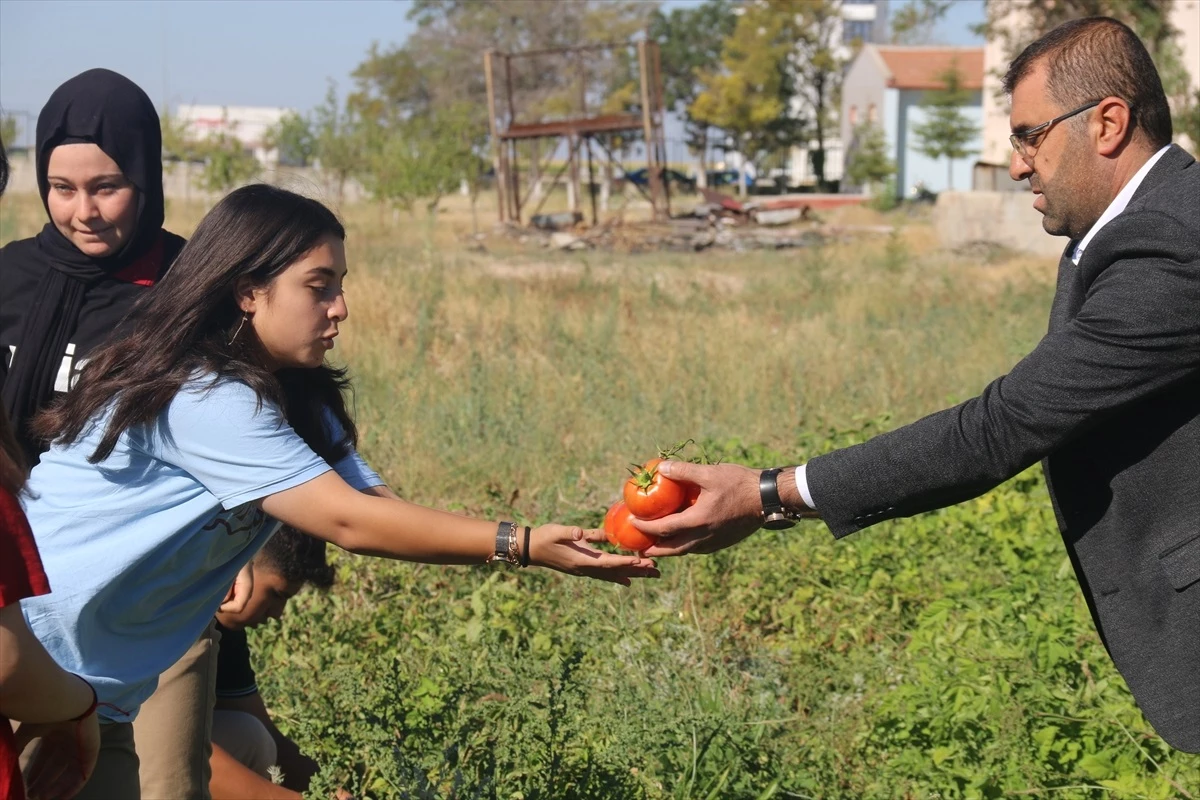 Aksaray\'da Okul Bahçesinde Ekilen Sebzeler Hasat Edildi