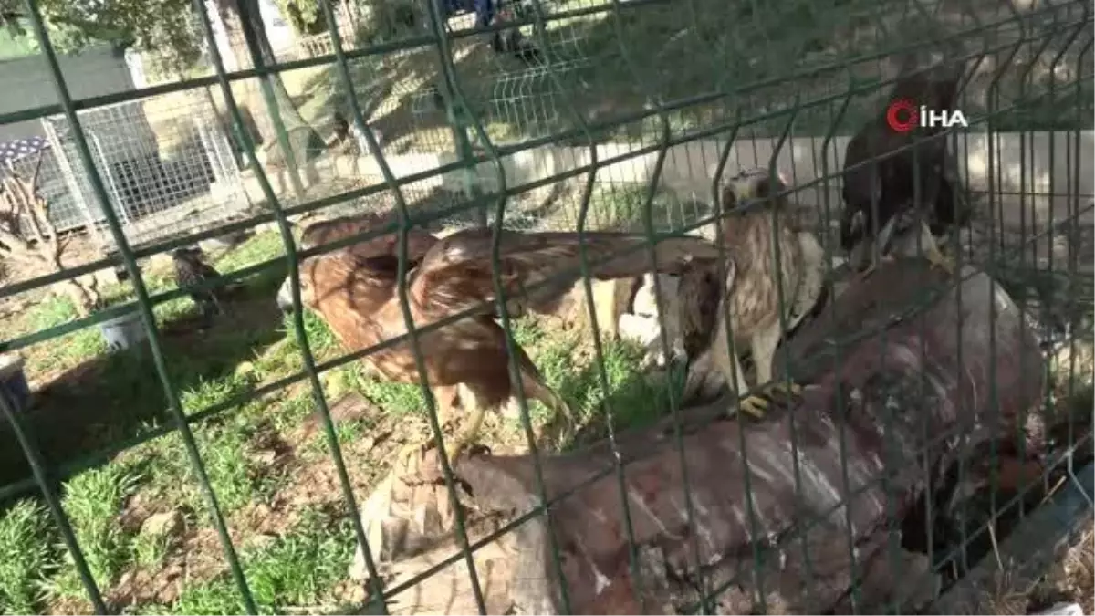 Bitkin Halde Bulunan Kuşlar Tedavi Altına Alındı