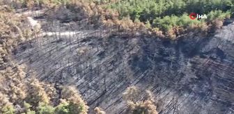 Mudanya'da yanan ormanlık alan yeniden yeşerecek