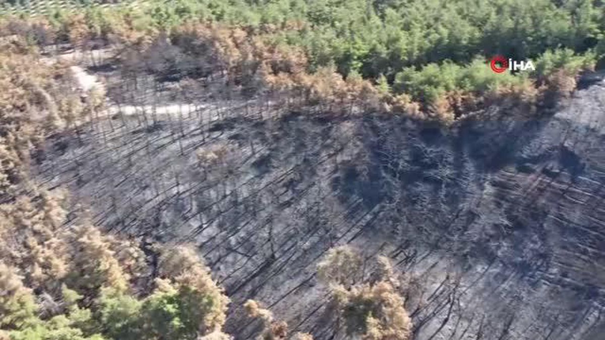 Mudanya'da yanan ormanlık alan yeniden yeşerecek