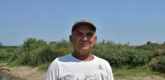 Büyük Menderes Havzası'nda Toplu Balık Ölümleri