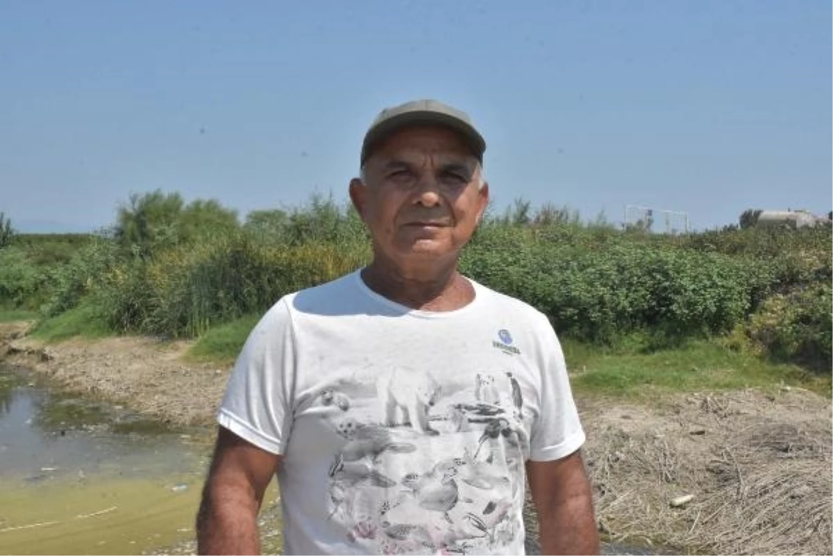 Büyük Menderes Havzası\'nda Toplu Balık Ölümleri