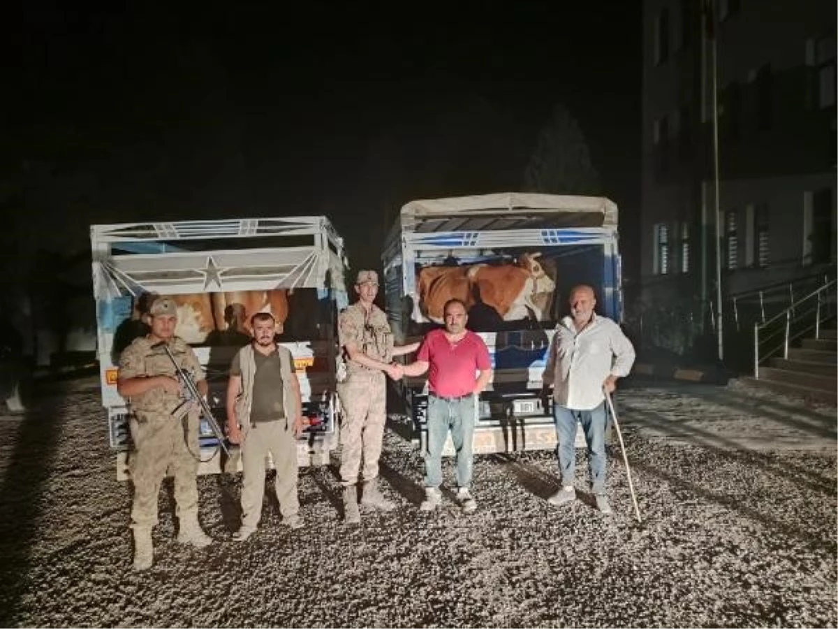 Siirt\'te Çalınan 7 Büyükbaş Hayvanı Satmaya Çalışan Şüpheli Tutuklandı